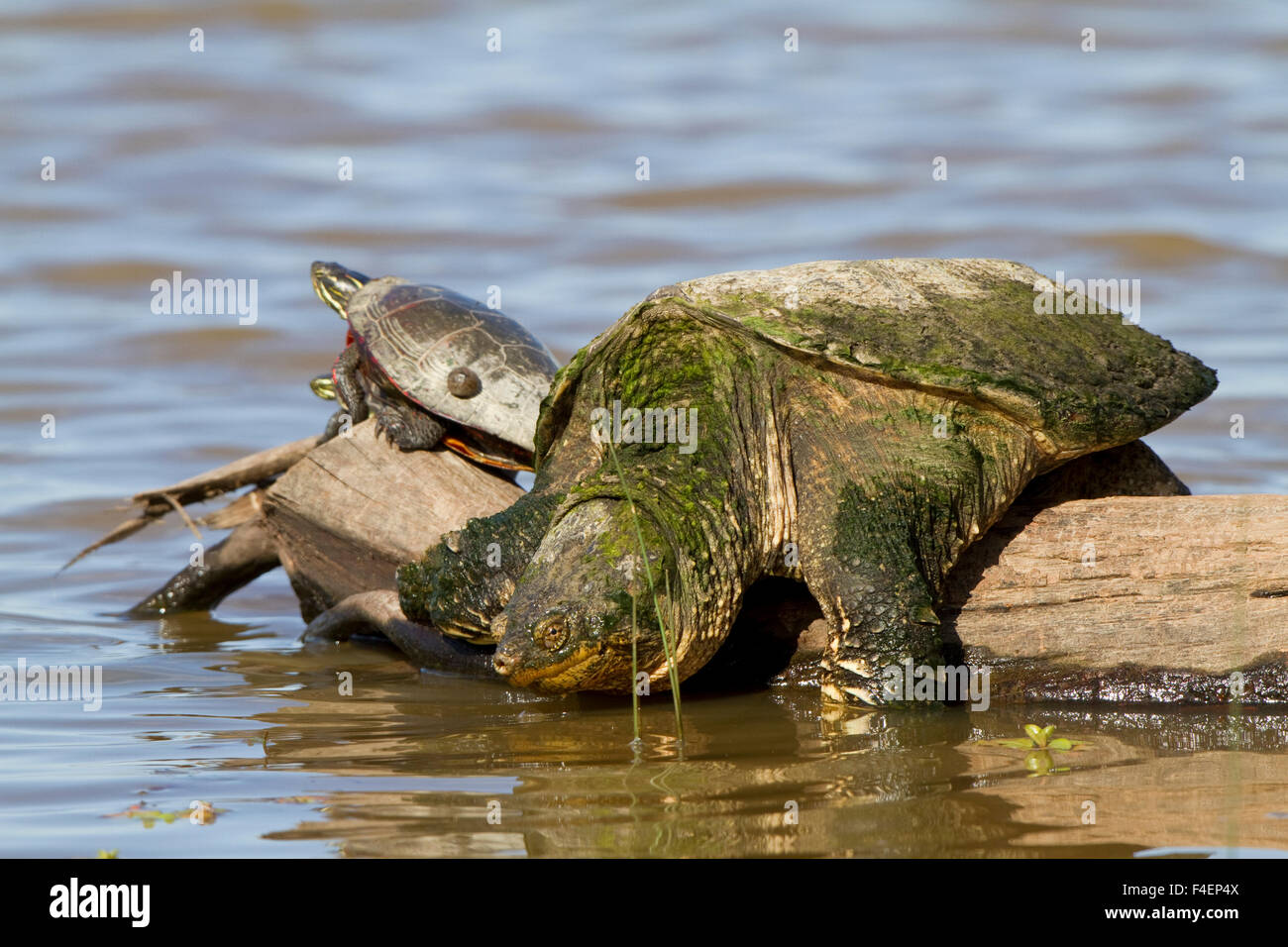 State Natural Area, Turtle (Chelydra serpentina) on log in wetland, Marion Co., IL Stock Photo