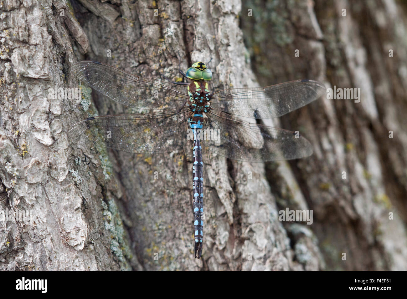 Lance-tipped Darner dragonfly (Aeshna constricta) male on tree, McHenry Co,. IL Stock Photo