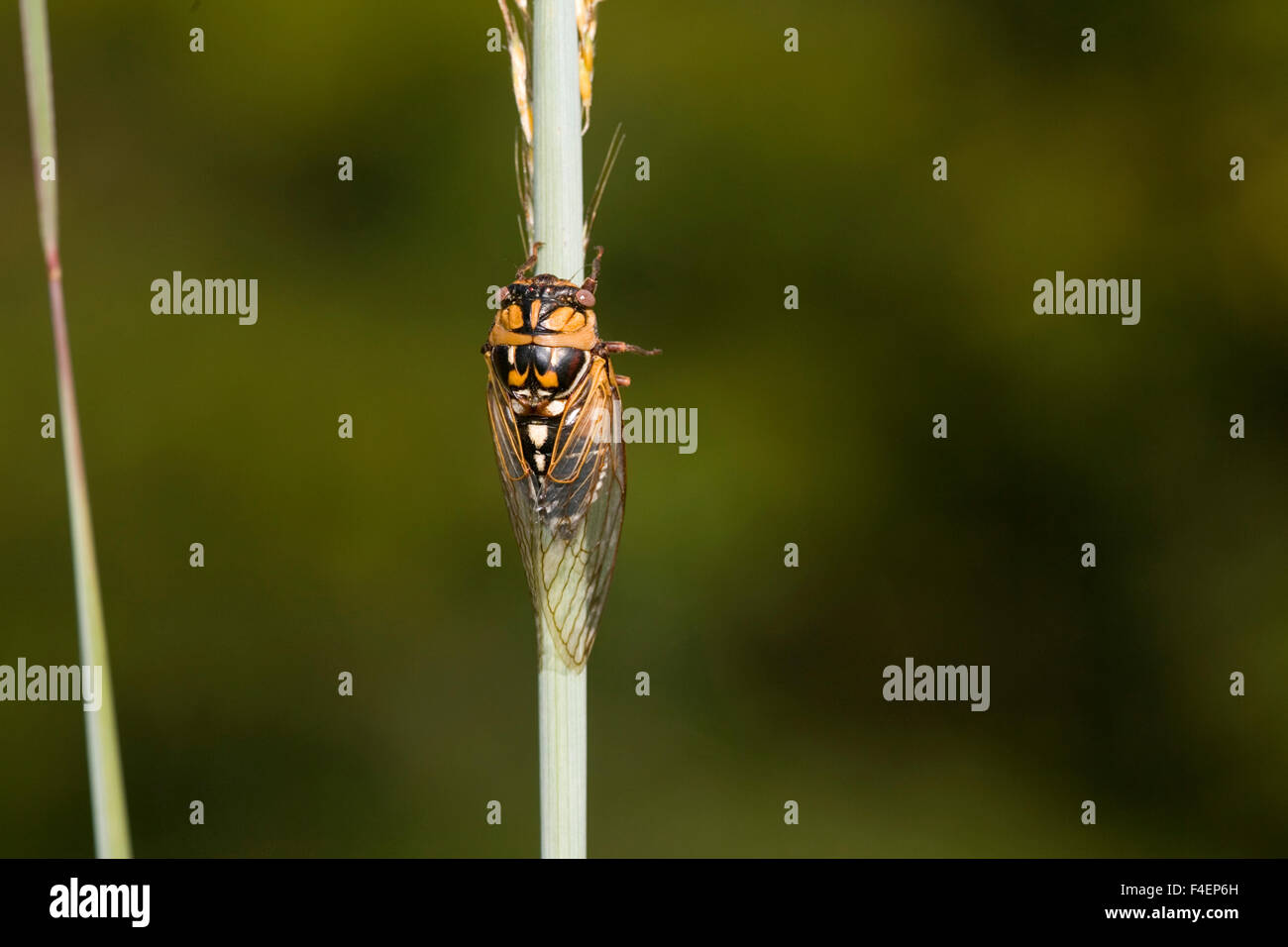 Prairie Cicada (Tibicen dorsata) on Indian Grass (Sorghastrum nutans) Marion Co. IL Stock Photo