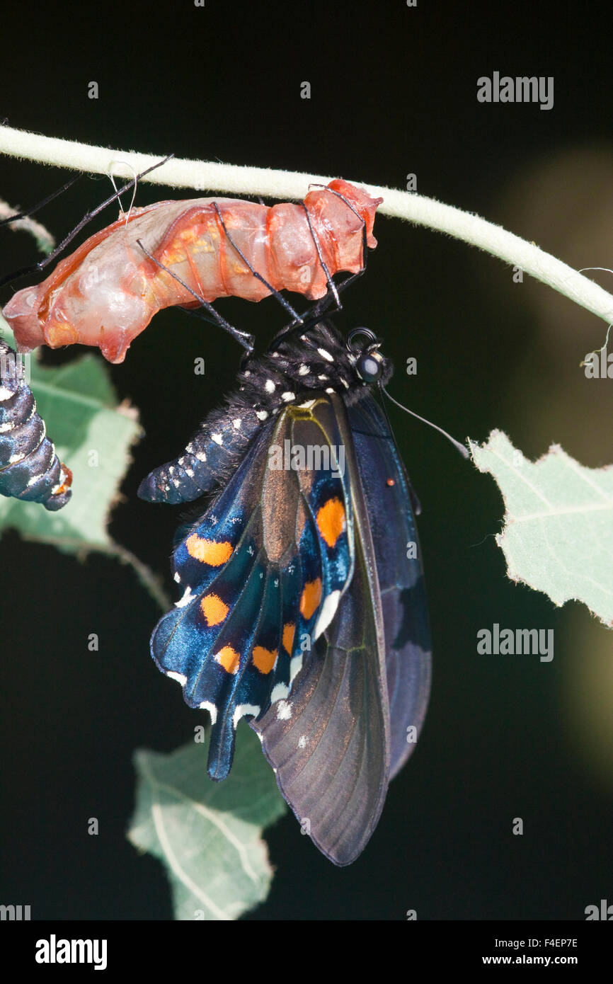 Pipevine Swallowtail Butterfly (Battus philenor) emerging from chrysalis, Marion Co., IL Stock Photo