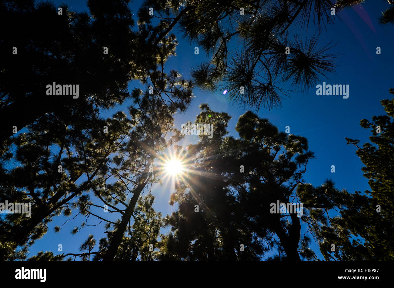 Very High Pine Wood Forest Stock Photo - Alamy