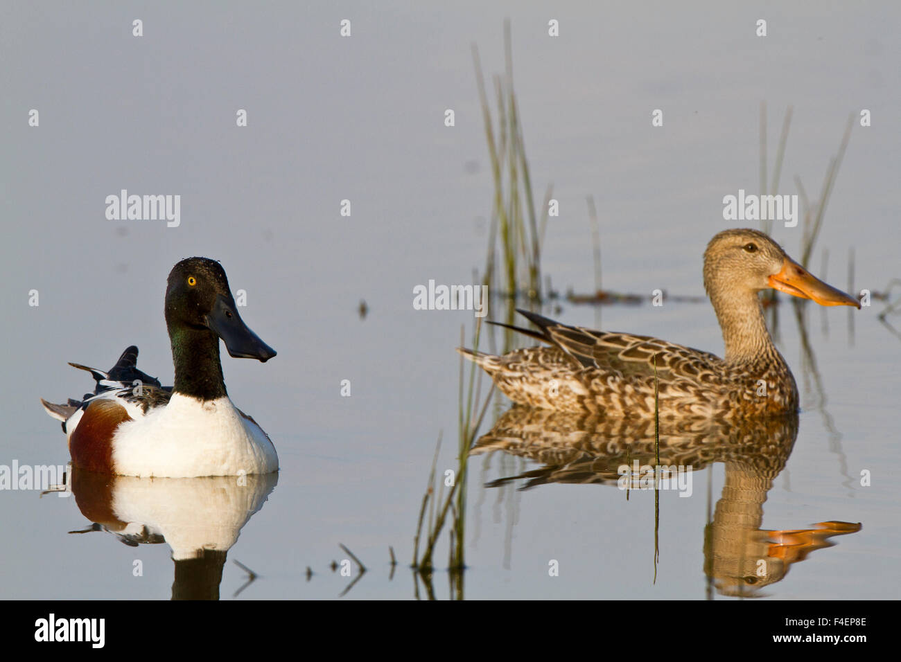 Northern Shovelers (Anas clypeata) male and female in wetland, Marion, Illinois, USA. Stock Photo