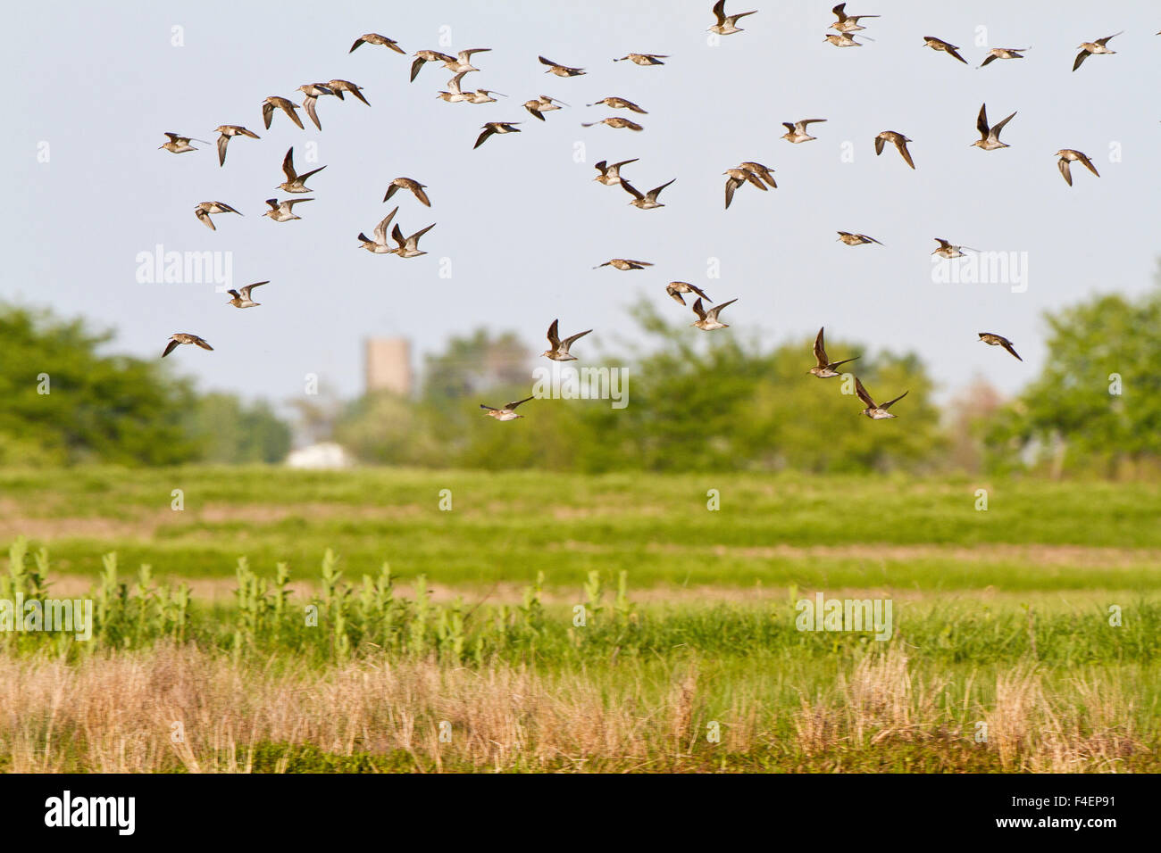Pectoral Sandpipers (Calidris melanotos) in flight over wetland, Marion, Illinois, USA. Stock Photo