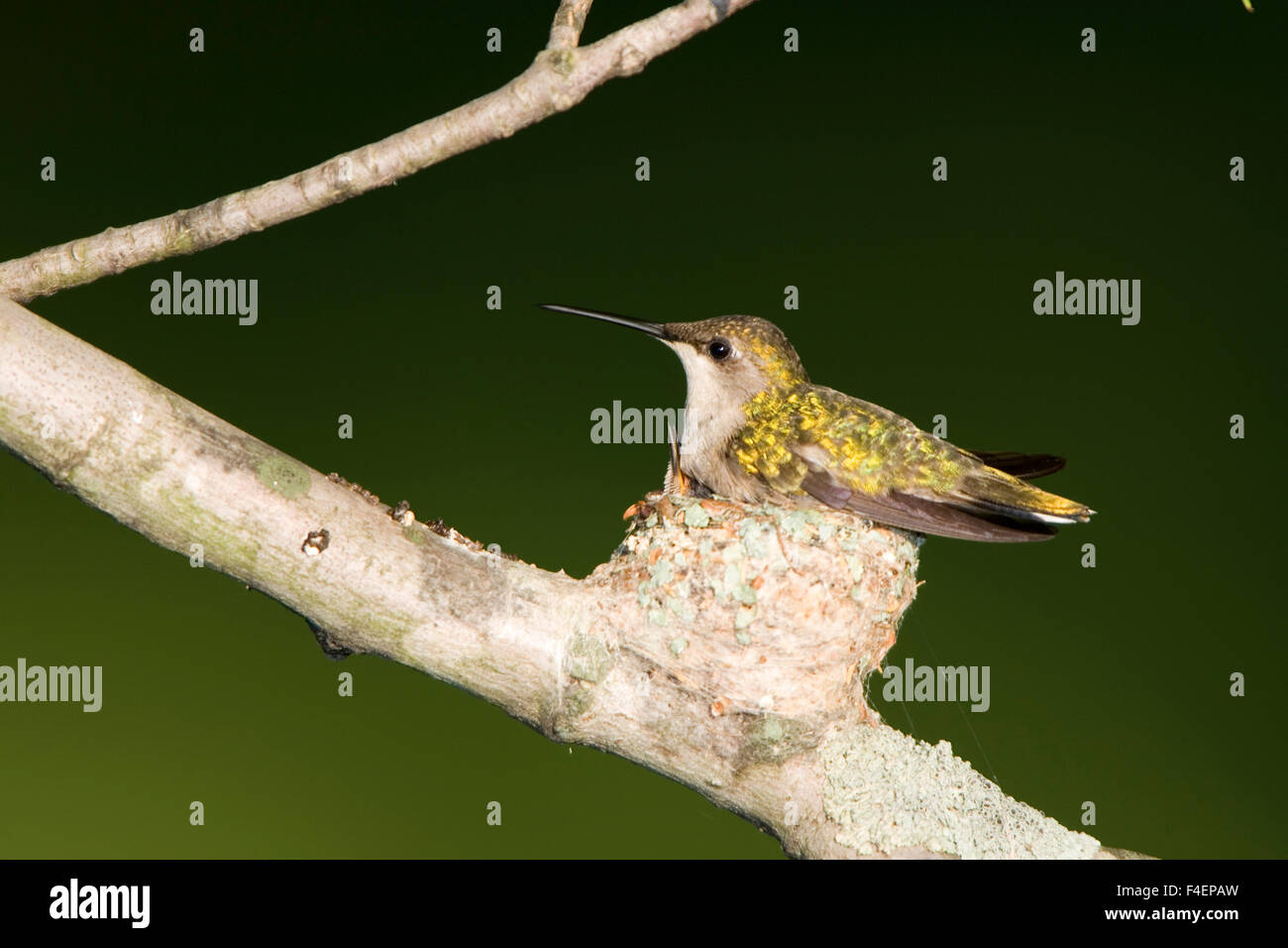 Ruby-throated Hummingbird (Archilochus colubris) female brooding ...