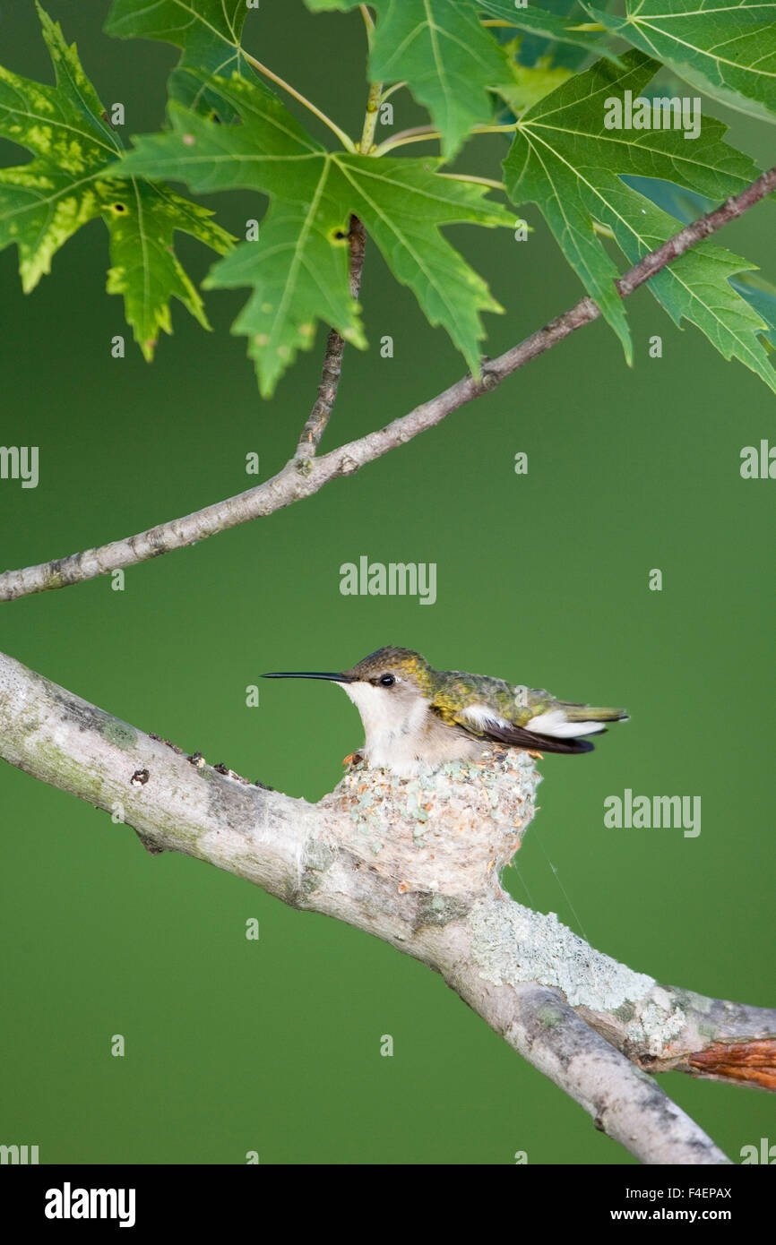 Ruby-throated Hummingbird (Archilochus colubris) female brooding ...