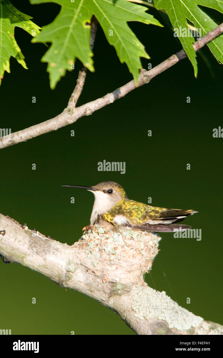 Ruby-throated Hummingbird (Archilochus colubris) female brooding ...