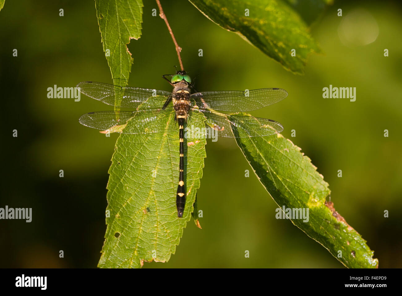 Illinois River Cruiser (Macromia illinoiensis) male, Little Wabash ...