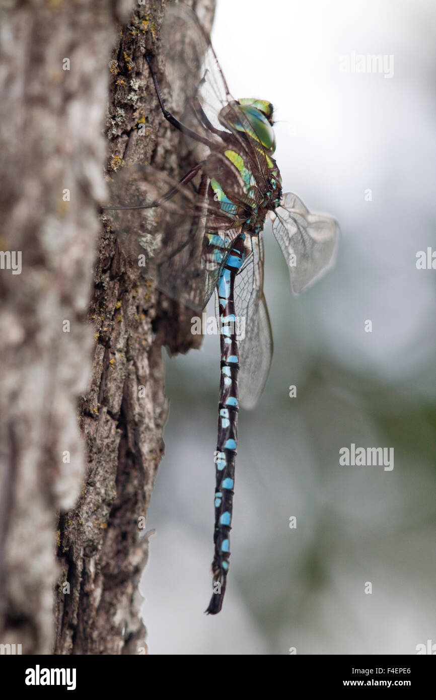 Lance-tipped Darner dragonfly (Aeshna constricta) male on tree, McHenry, Illinois, USA. Stock Photo