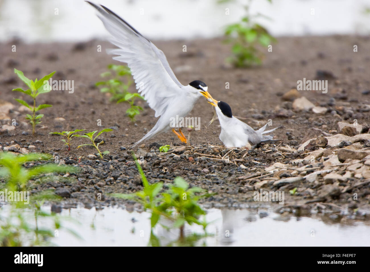 Least Terns (Sterna antillarum) male feeding female at nest in flooded field, Alexander, Illinois, USA. Stock Photo