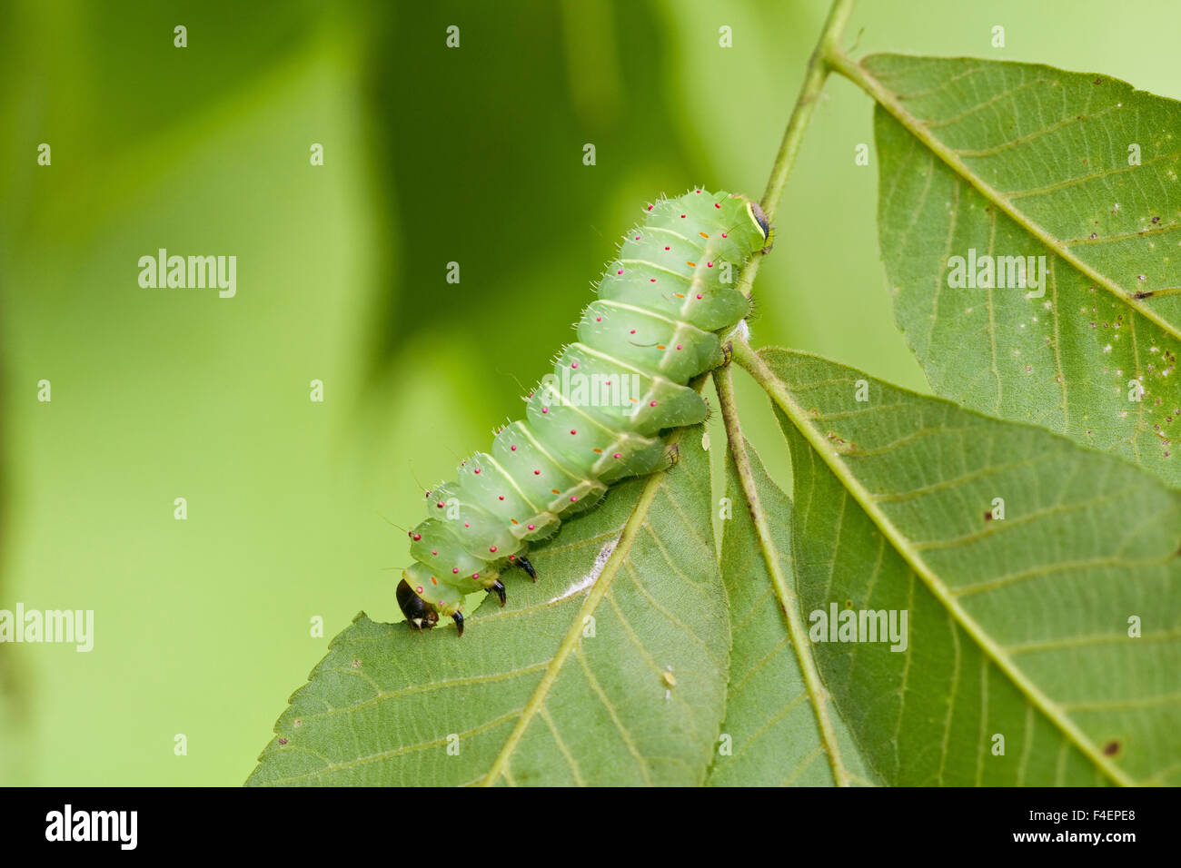 Luna Moth (Actias luna) caterpillar on host plant Hickory tree (Carya