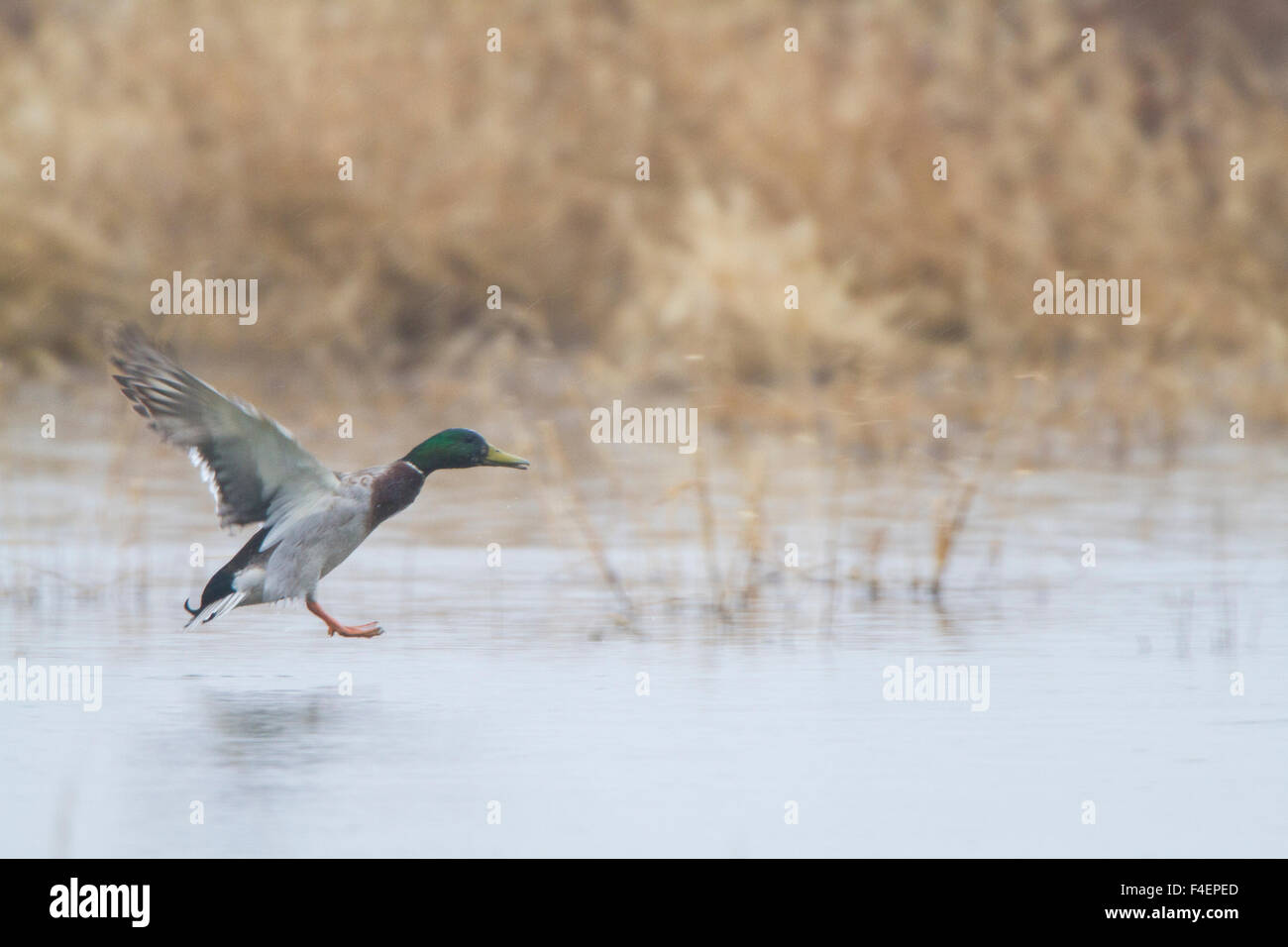 Mallard (Anas platyrhynchos) male landing in wetland in winter, Marion, Illinois, USA. Stock Photo