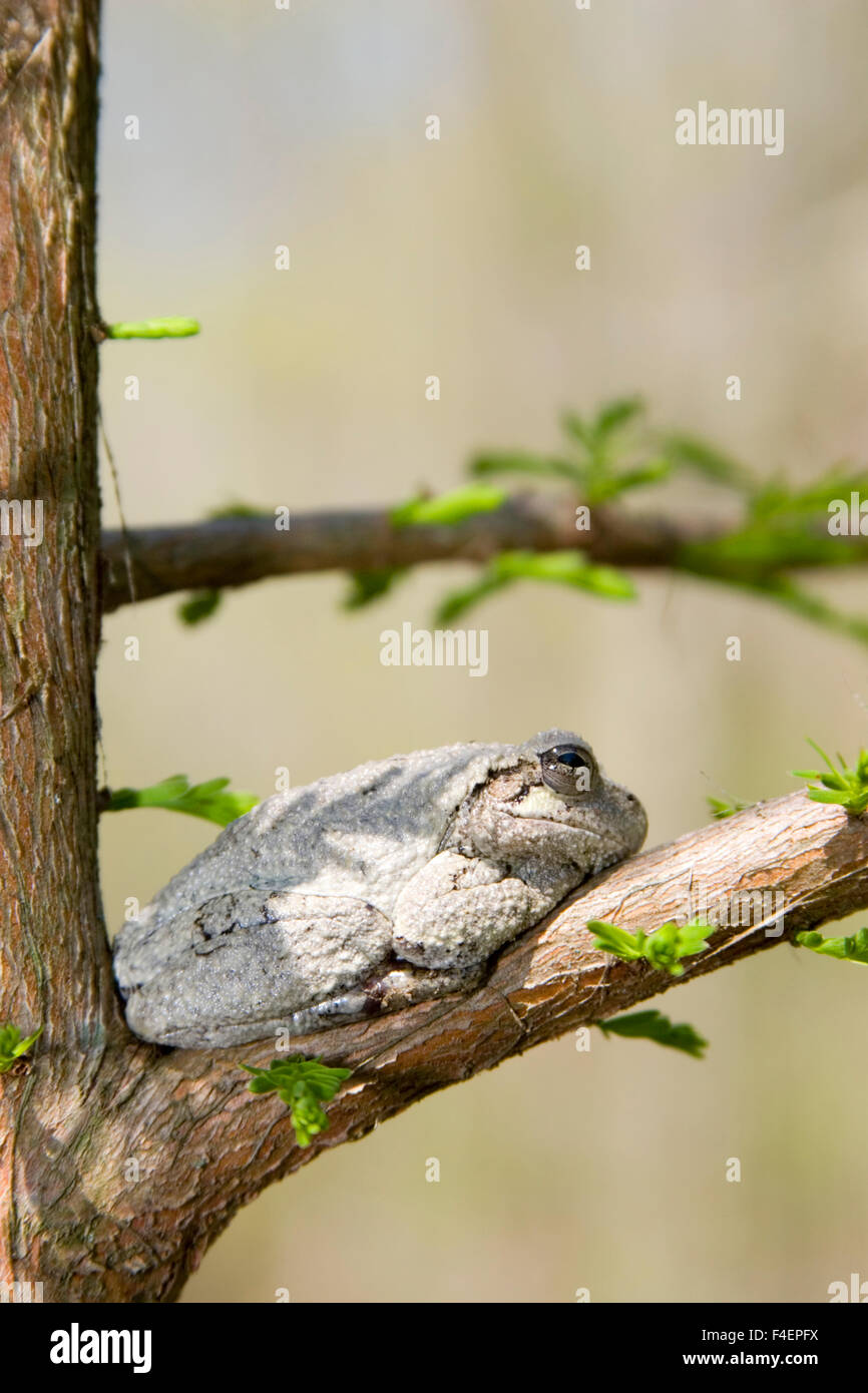 Gray Tree frog (Hyla versicolor) on Bald cypress tree, Little Black Slough, Cache River State Natural Area, IL Stock Photo