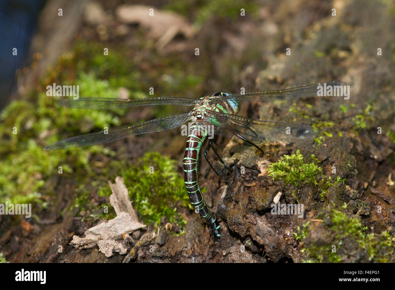 Swamp Darner (Epiaeschna heros) female ovipositing laying eggs on log in water, Marion Co., IL Stock Photo