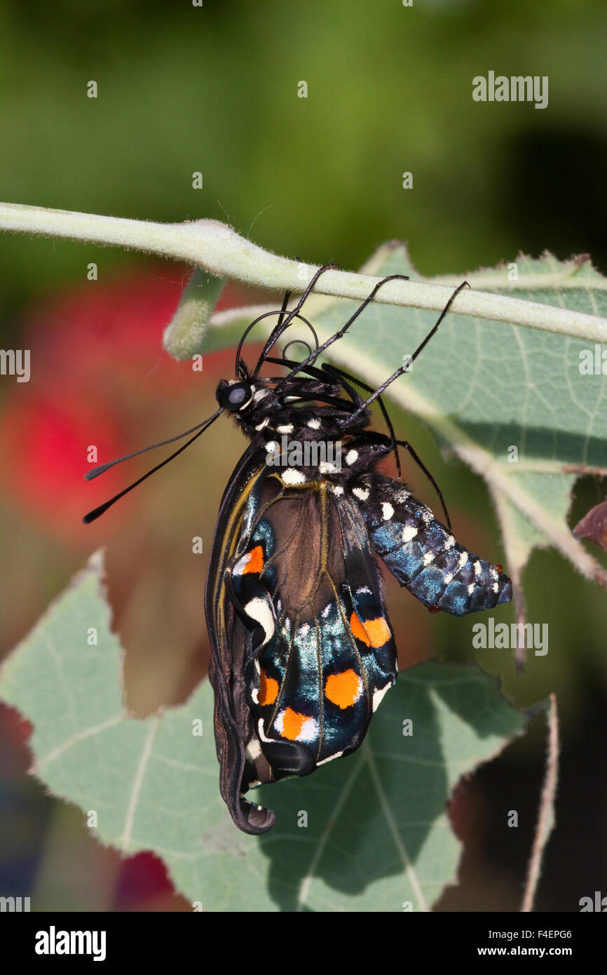 Pipevine Swallowtail Butterfly (Battus philenor) newly emerging from