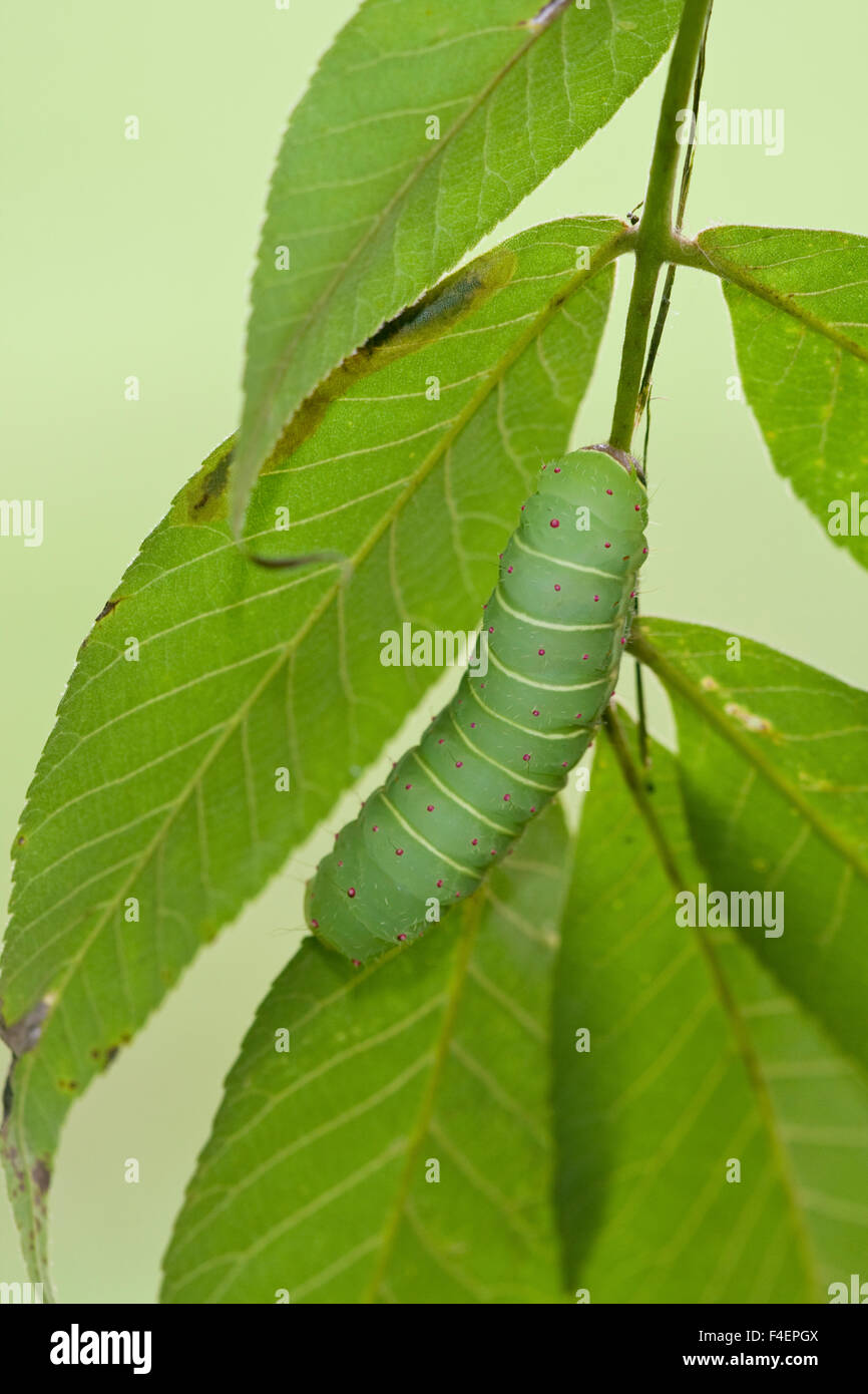 Luna Moth Actias Luna Caterpillar Larva On Host Plant Hickory Tree Carya Sp Marion Co Il Stock Photo Alamy