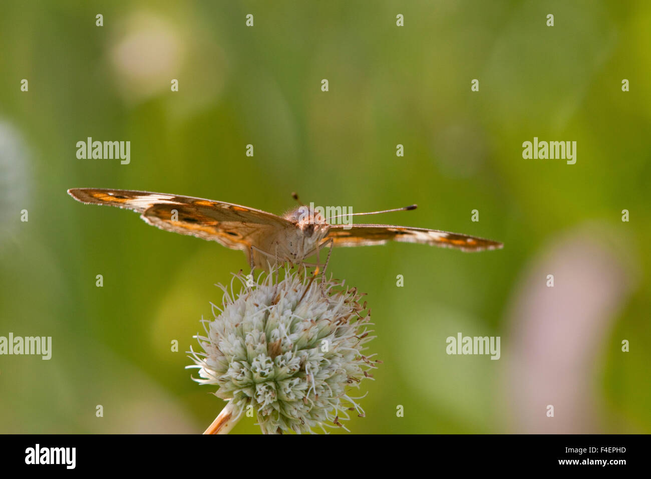 Common Buckeye Butterfly (Junonia coenia)on Rattlesnake Master (Eryngium yuccifolium) Marion Co