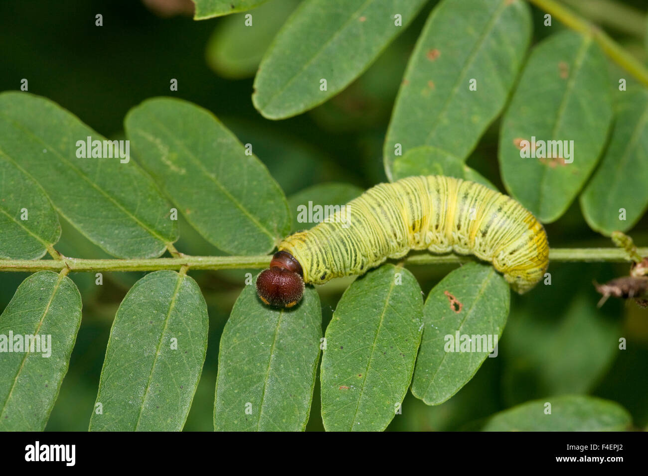 Silver-spotted Skipper (Epargyreus clarus) caterpillar on Indigo Bush (Amorpha fruticosa) Marion Co IL Stock Photo