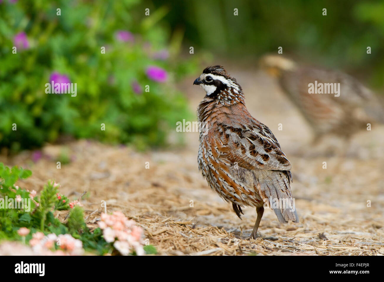 Female bobwhite quail hi-res stock photography and images - Alamy