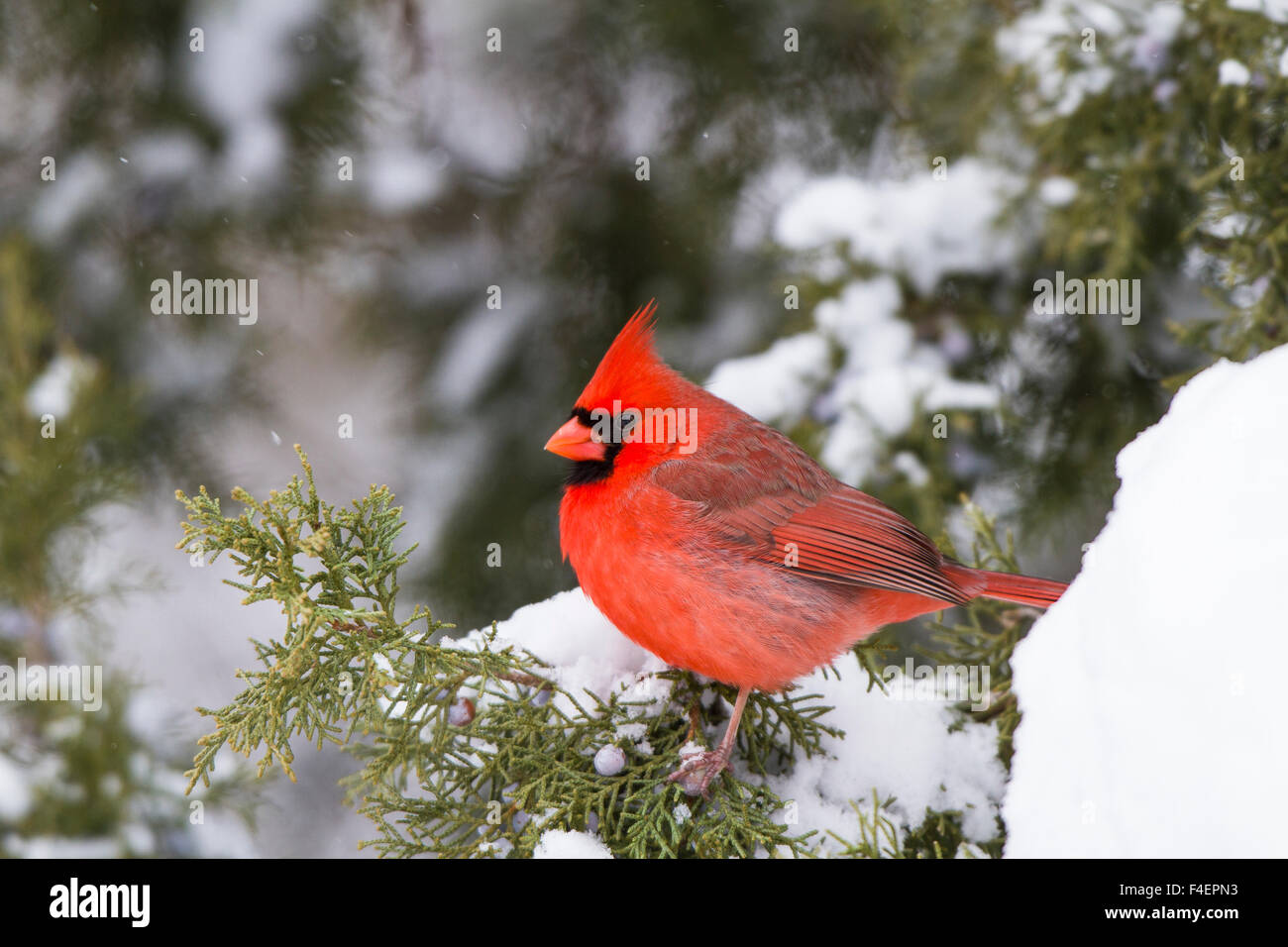 Northern Cardinal (Cardinalis cardinalis) male in Juniper tree (Juniperus keteleeri) in winter Marion, Illinois, USA. Stock Photo