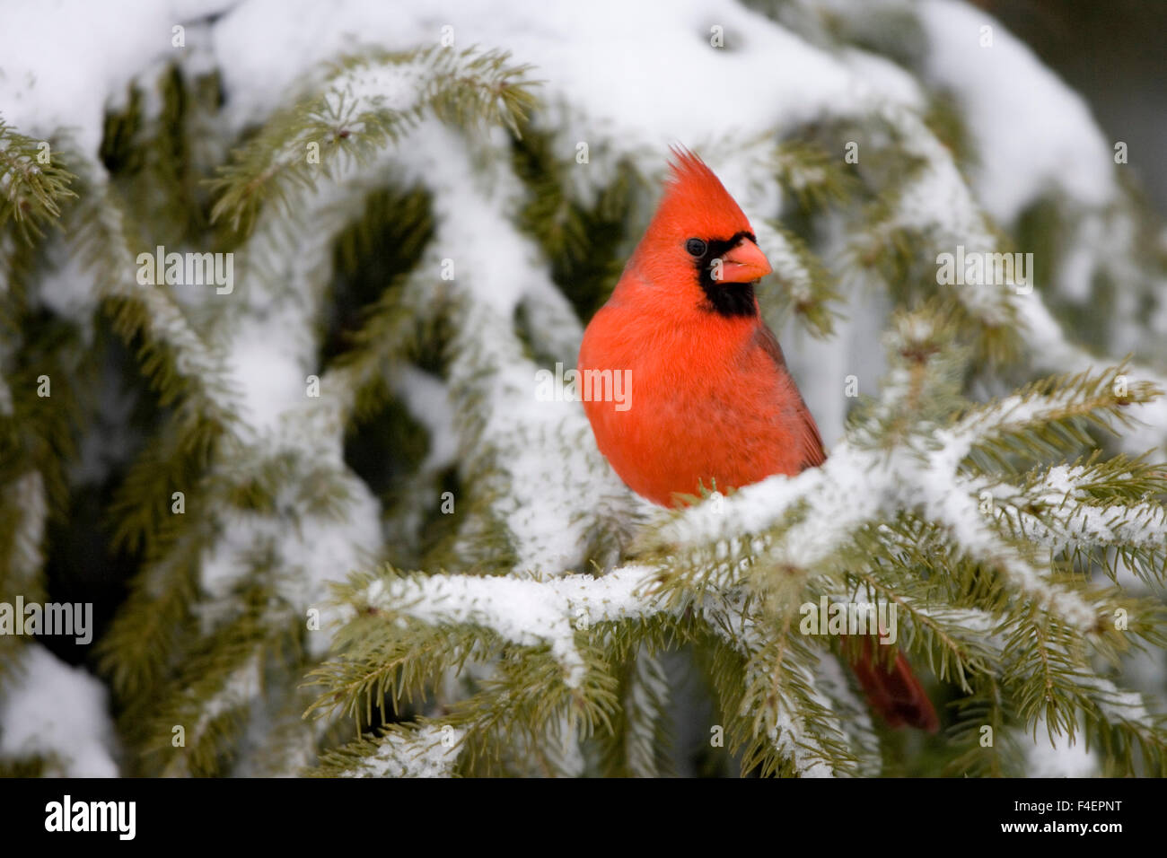 Cardinal Spruce Tree Northern Cardinal (Cardinalis cardinalis) male in spruce tree in winter ...