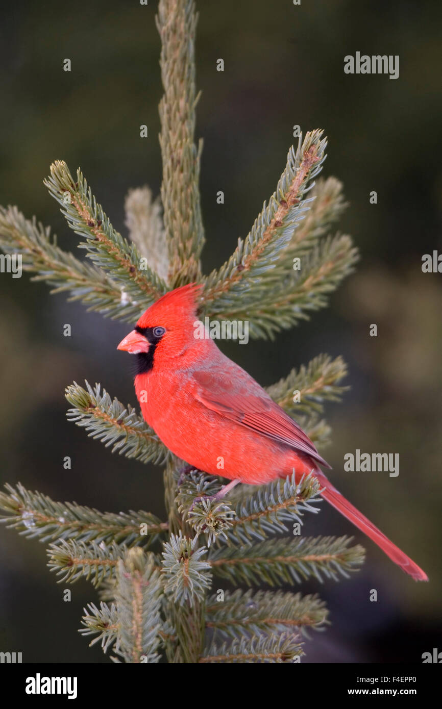 Cardinal Spruce Tree Richard spruce hi-res stock photography and images - Alamy