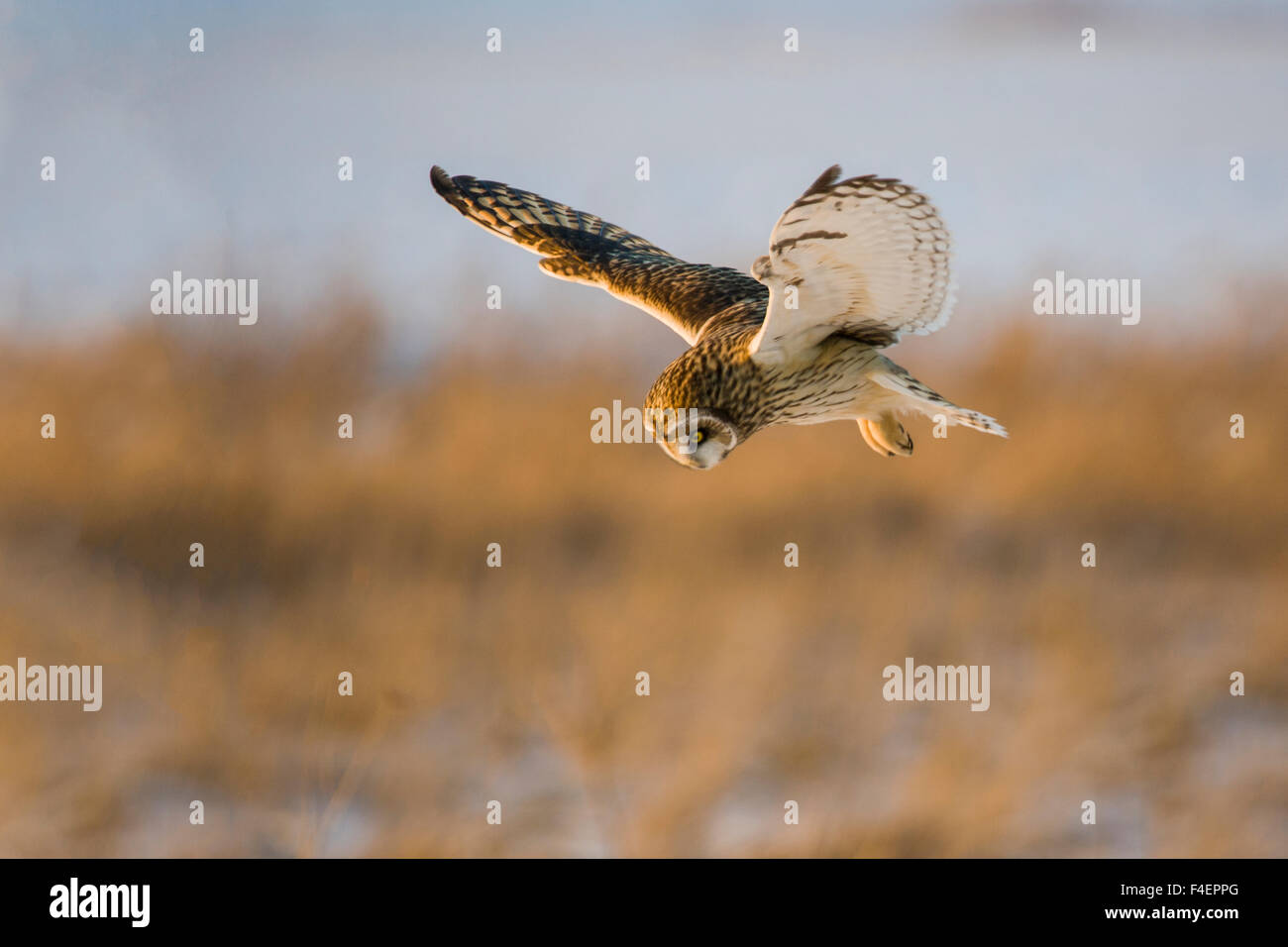 Short-eared Owl (Asio flammeus) in flight in winter Prairie Ridge State Natural Area, Marion, Illinois, USA. Stock Photo