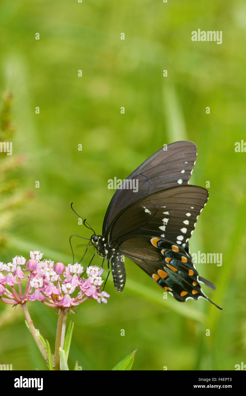 Spicebush Swallowtail butterfly (Papilio troilus) on Swamp Milkweed