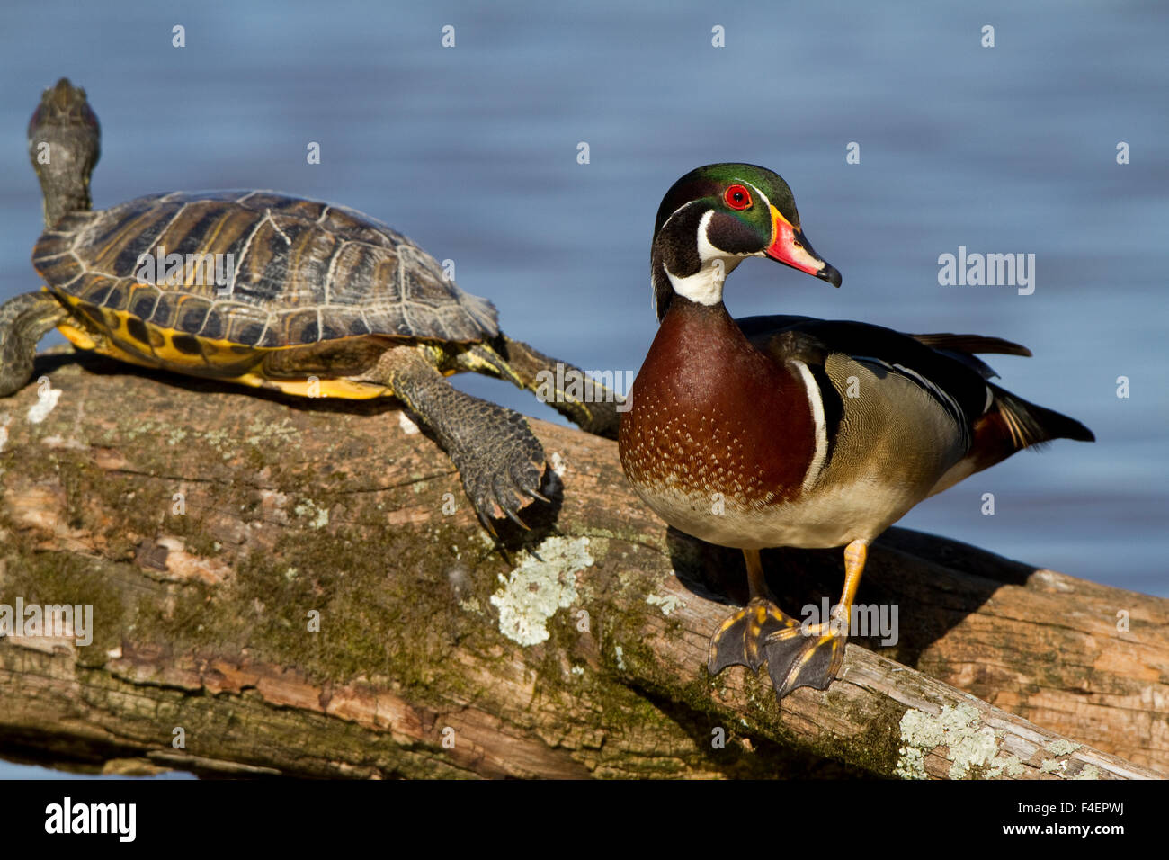 Wood Duck (Aix sponsa) male and Slider turtle (Trachemys scripta) on log in wetland, Marion, Illinois, USA. Stock Photo