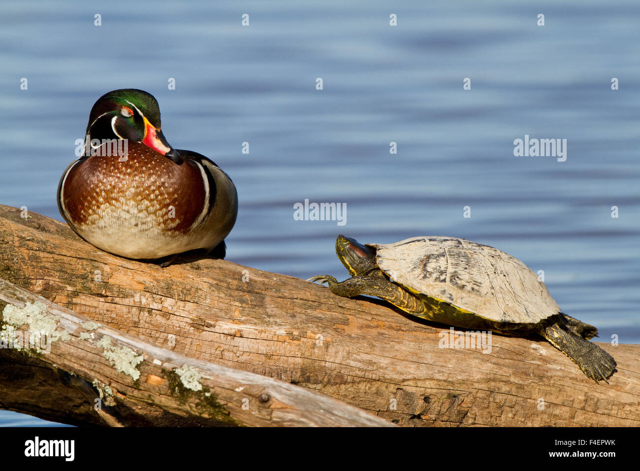 Wood Duck (Aix sponsa) male and Slider turtle (Trachemys scripta) sitting on log in wetland, Marion, Illinois, USA. Stock Photo