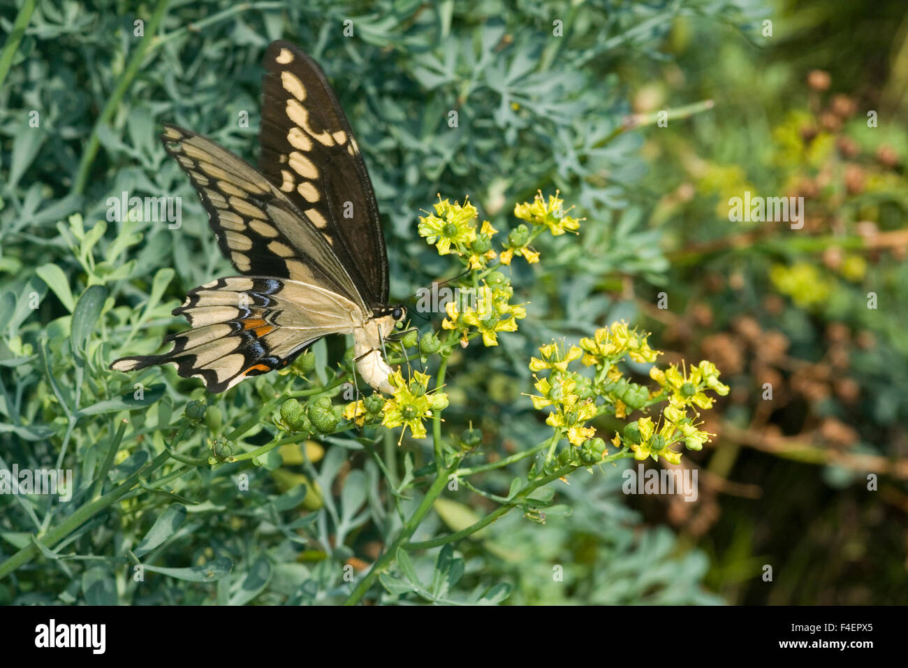 Giant Swallowtail (Papilio cresphontes) female laying eggs on Common Rue (Ruta graveolens) Marion Co. IL Stock Photo