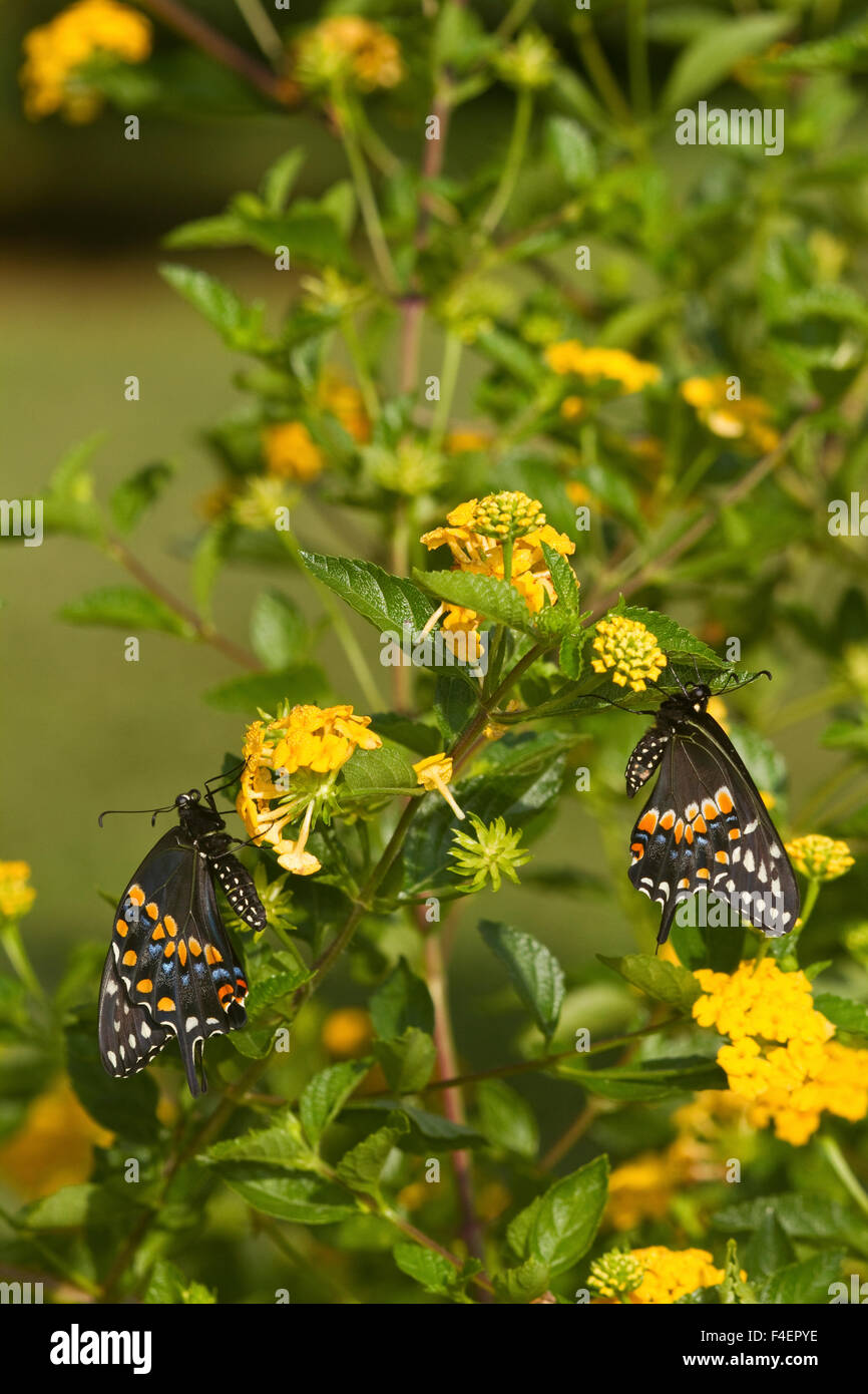 Black Swallowtail butterflies (Papilio polyxenes) male and female on New Gold Lantana (Lantana camara) Marion Co., IL Stock Photo