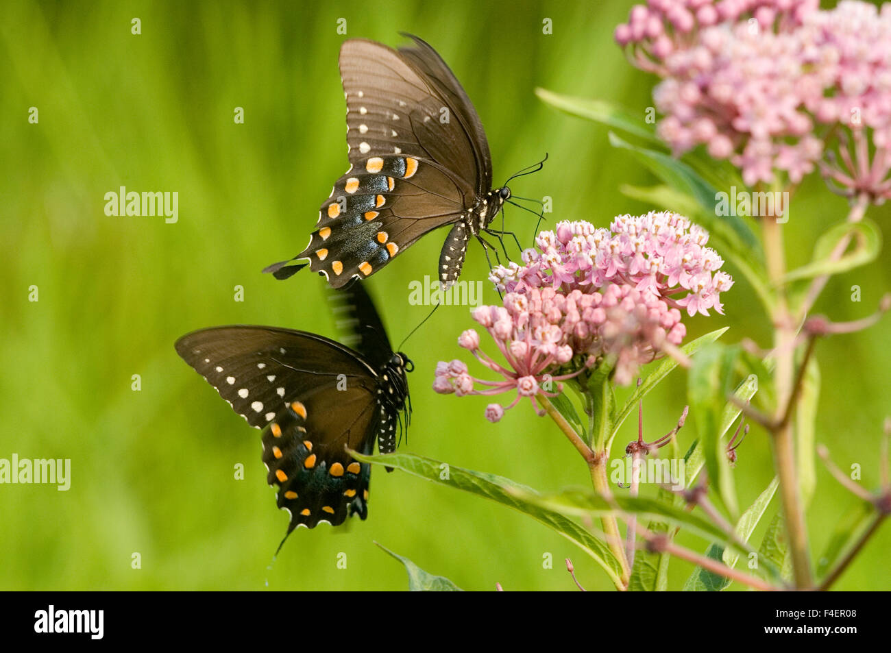 Spicebush Swallowtails (Papilio troilus) male and female courtship behavior near Swamp Milkweed (Asclepias incarnata) Marion Co. IL Stock Photo