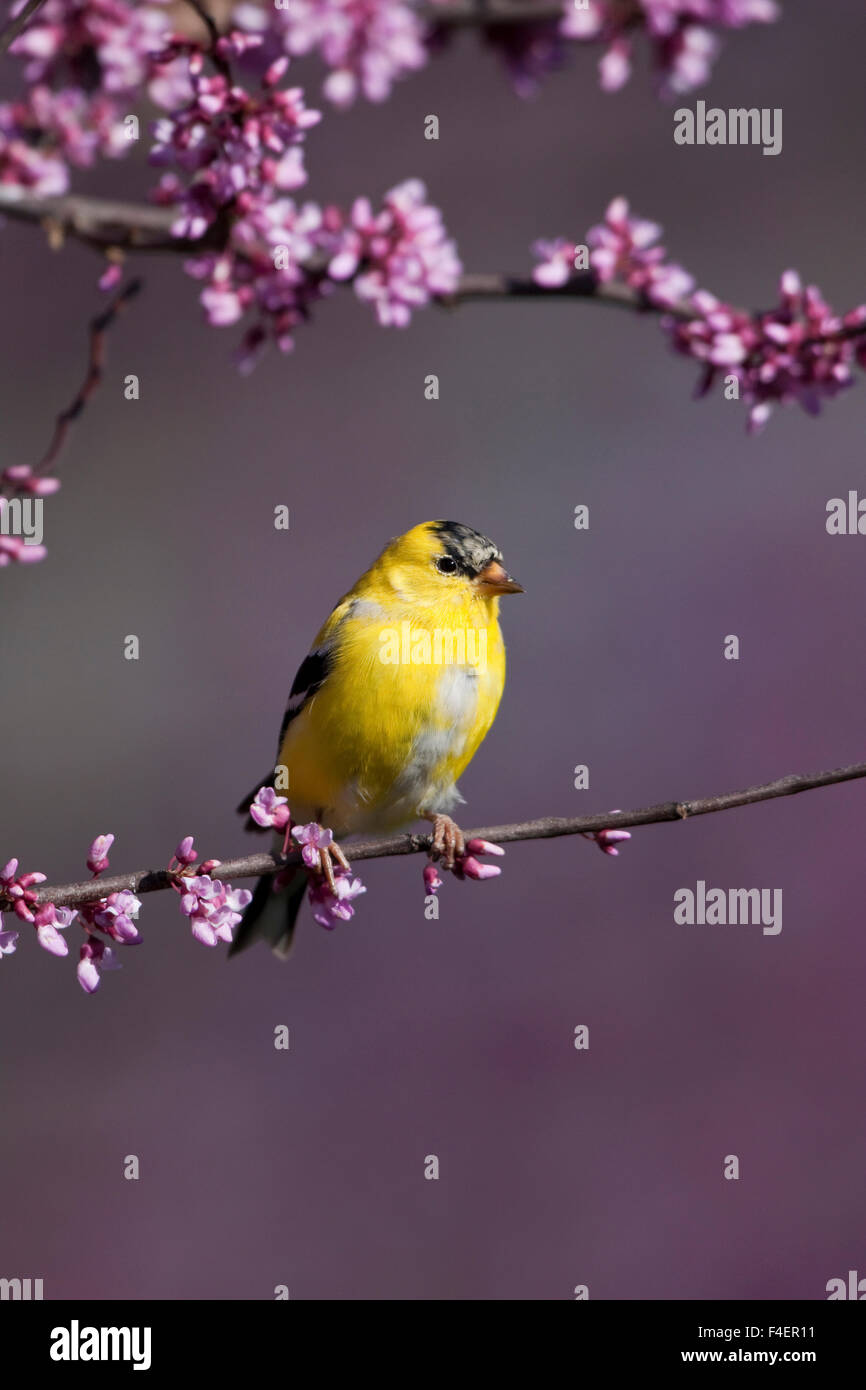 American Goldfinch (Carduelis tristis) male in Eastern Redbud (Cercis ...