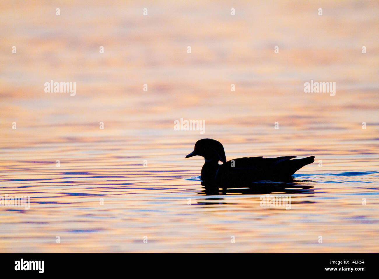 Wood Duck (Aix sponsa) male in wetland at sunrise, Marion, Illinois, USA. Stock Photo