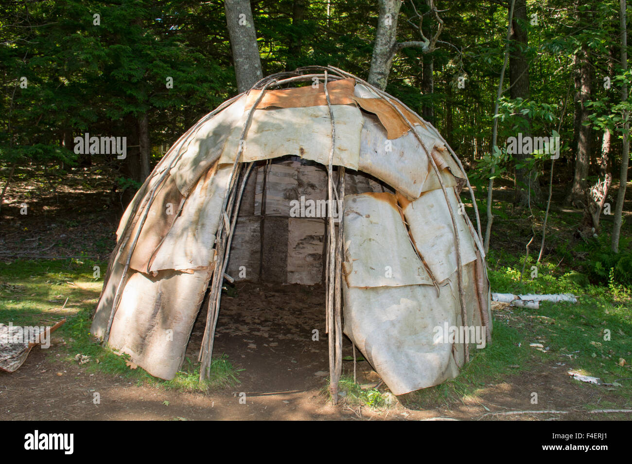 Maine, Bar Harbor, Acadia National Park. Wigwam (aka wikuwam) traditional American Indian birch bark structure in forest habitat. Stock Photo