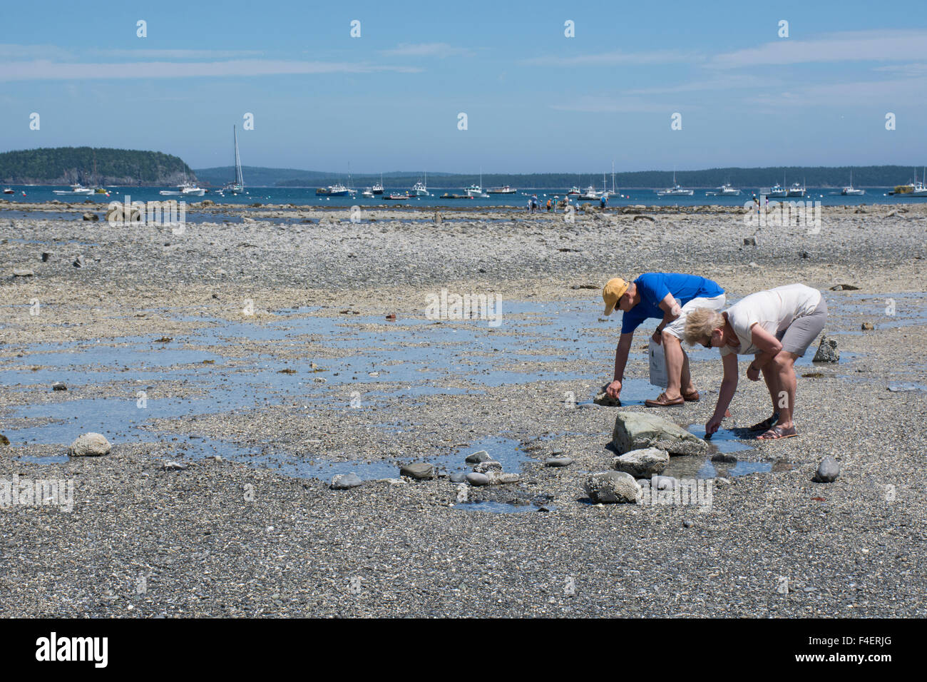 Maine, Bar Harbor. Bar Island, accessed only at low tide by a natural land bridge that emerges from the ocean. Beachcombers searching for shells on the Land Bridge at low tide. Stock Photo
