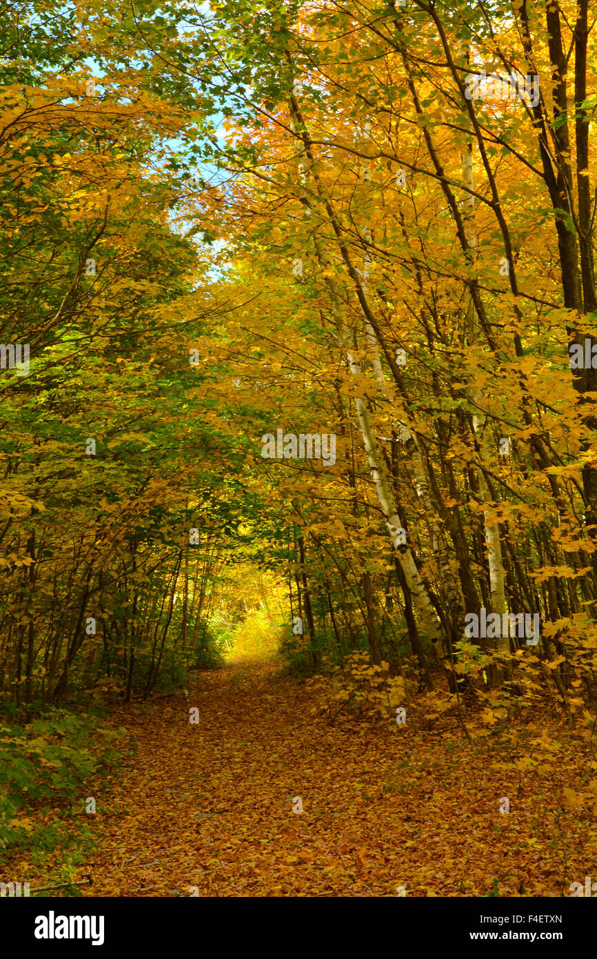 Path through autumn foliage, Taconic Crest Trail, Massachusetts, USA. Stock Photo