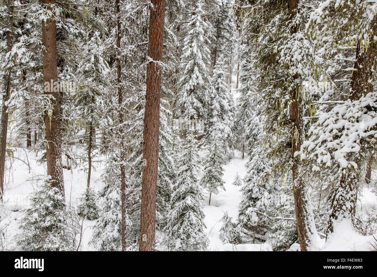 Heavy snowfall in the Stillwater State Forest near Whitefish, Montana
