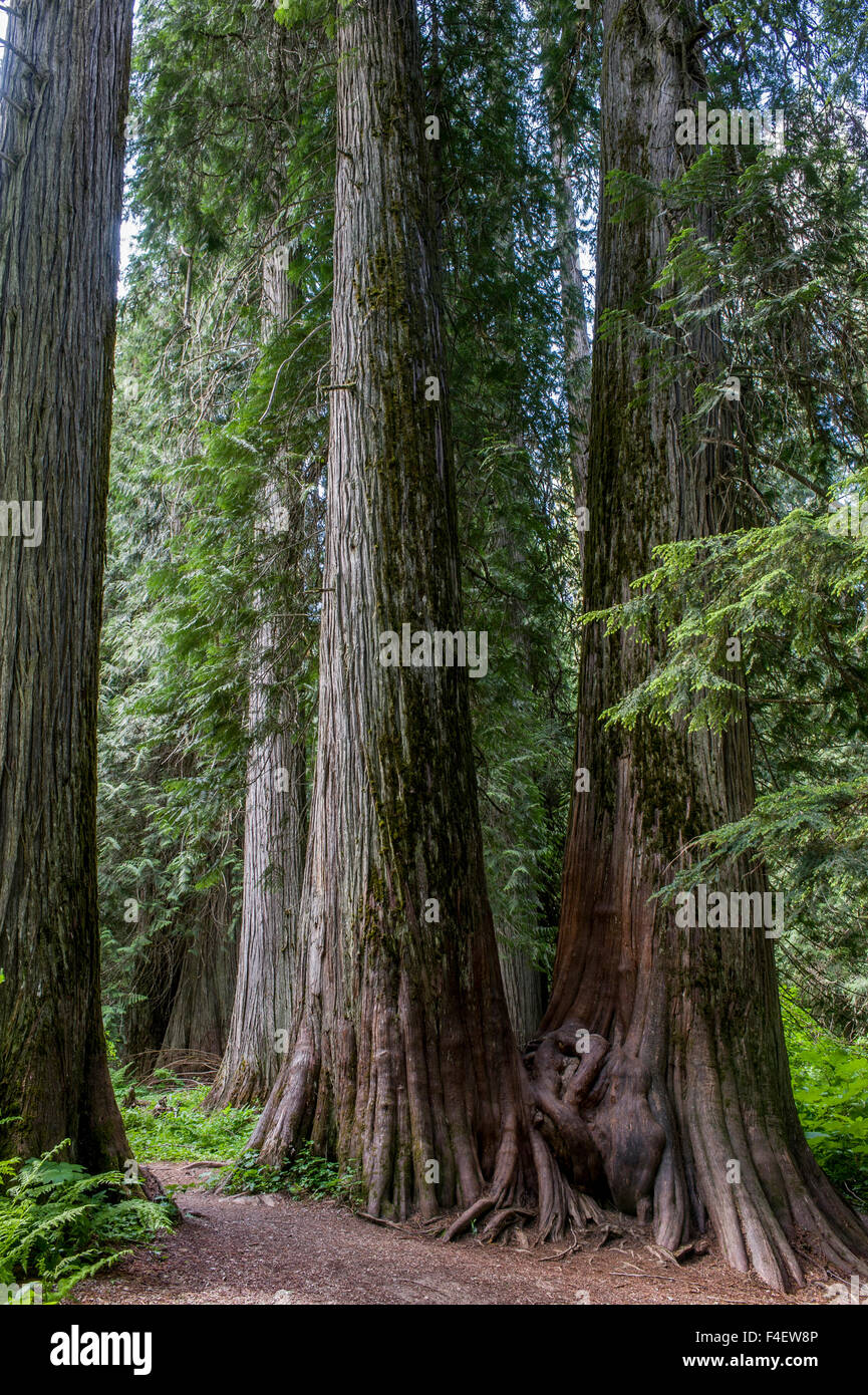 Western Red Cedars, Ross Cedar Grove near Libby, Montana Stock Photo