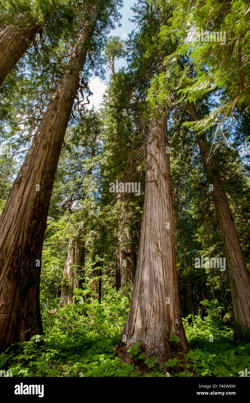 Western Red Cedar Trees, Ross Cedar Grove near Libby, Montana Stock Photo