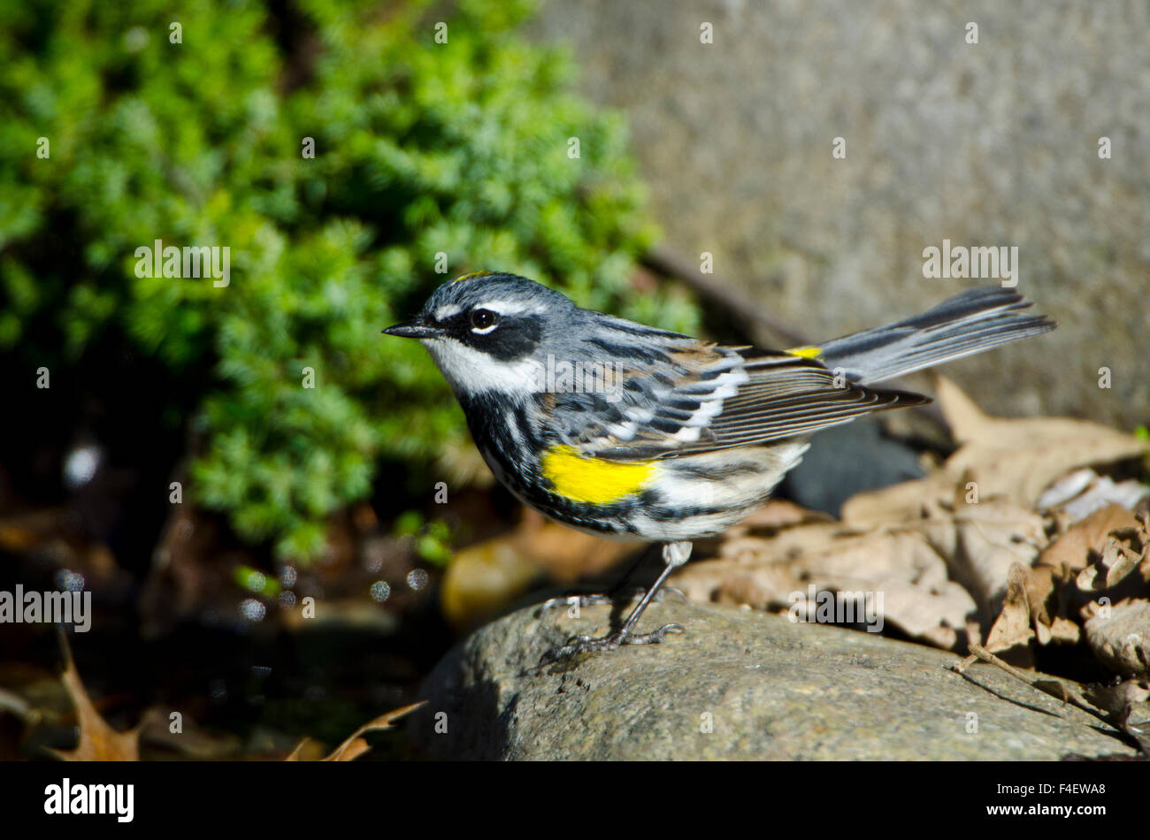 Minnesota, Mendota Heights, Cape May Warbler perched on a branch Stock Photo
