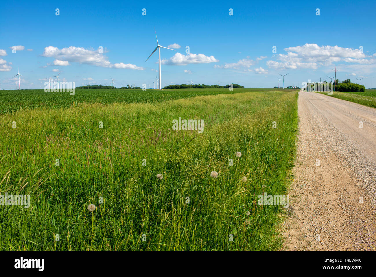Minnesota, Dexter, Grand Meadow Wind Farm (Large format sizes available