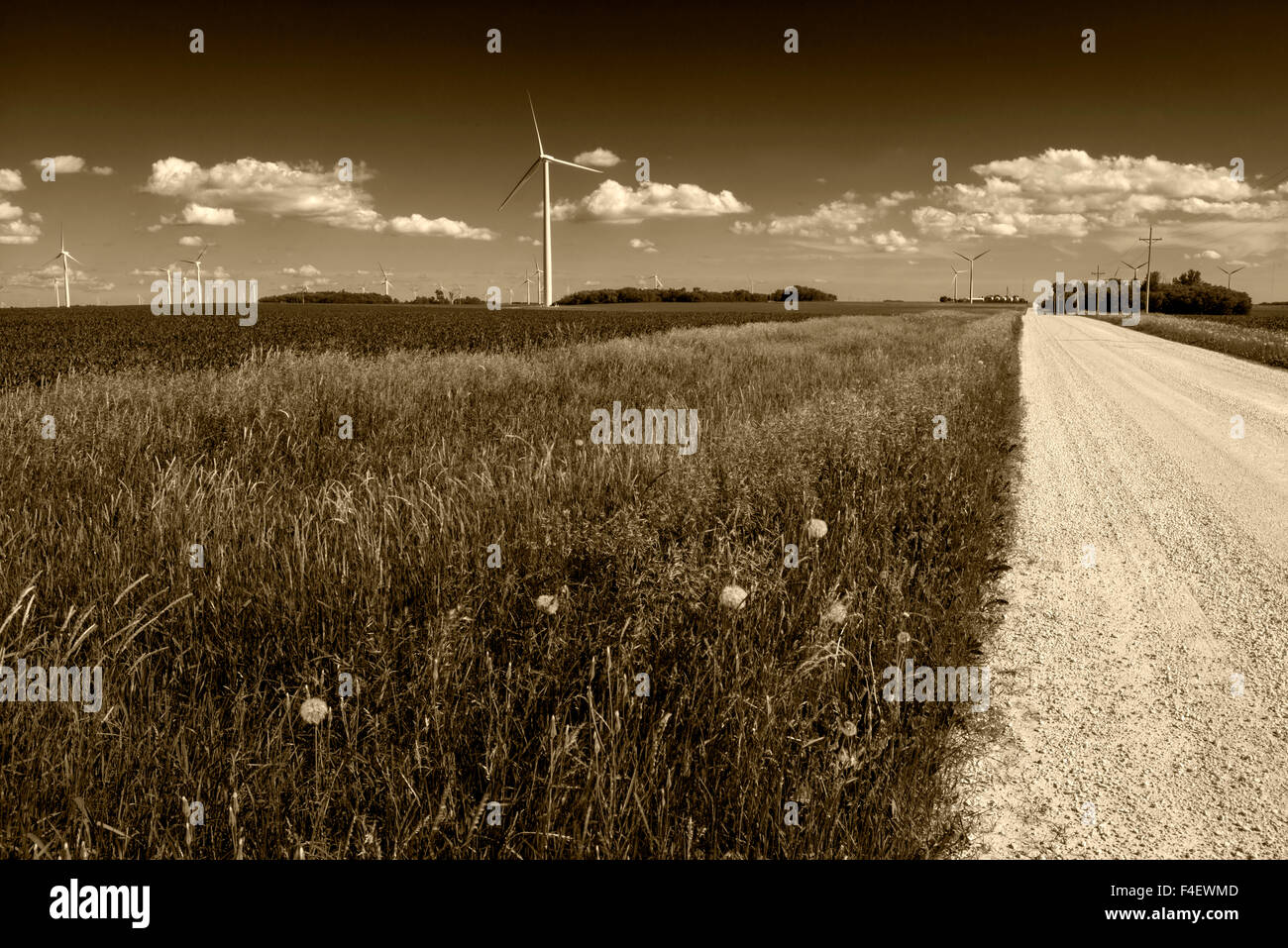 Minnesota, Dexter, Grand Meadow Wind Farm (Large format sizes available