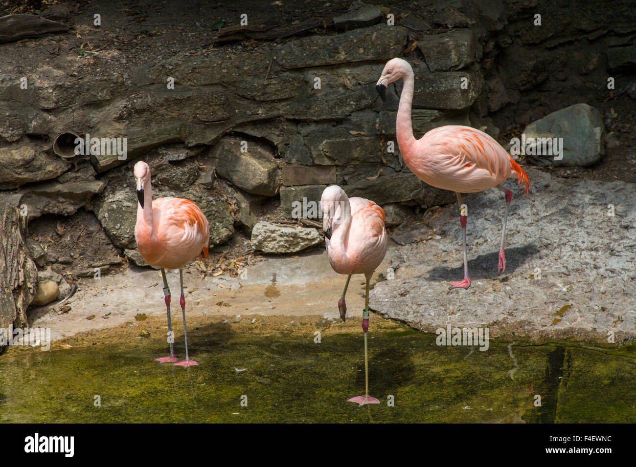 John Ball Zoological Garden, Flamingo exhibit, Grand Rapids, Michigan, USA. Stock Photo