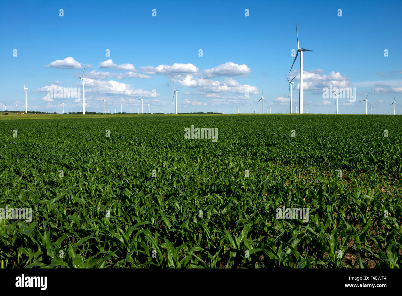 Minnesota, Dexter, Grand Meadow Wind Farm (Large format sizes available