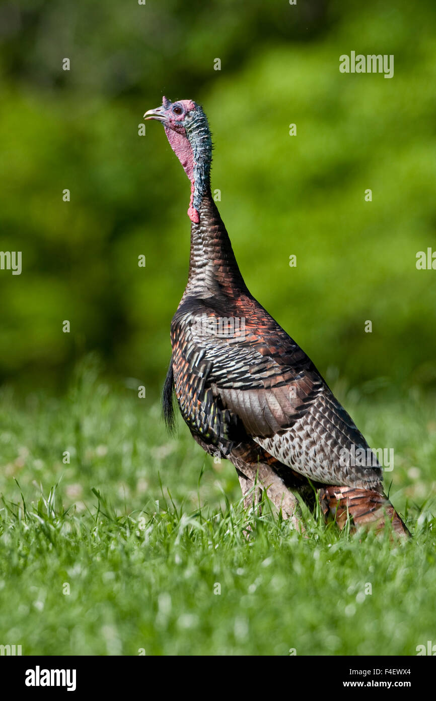 Eastern Wild Turkey (Meleagris gallopavo) jake in field, Holmes Co. MS