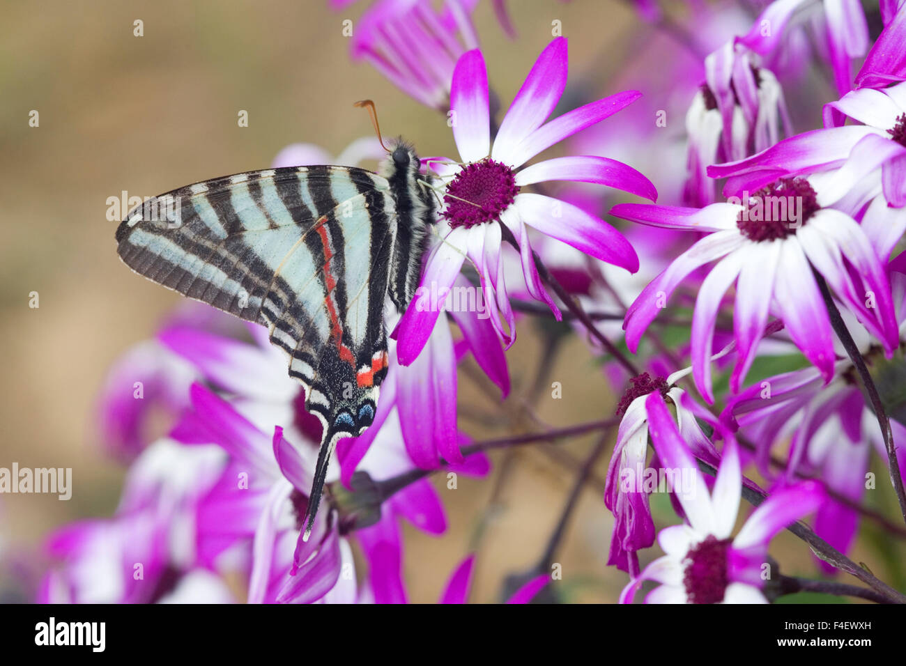 Zebra Swallowtail (Eurytides marcellus) on Cineraria 'Senetti Magenta Bicolor' (Pericallis) Holmes Co. MS Stock Photo