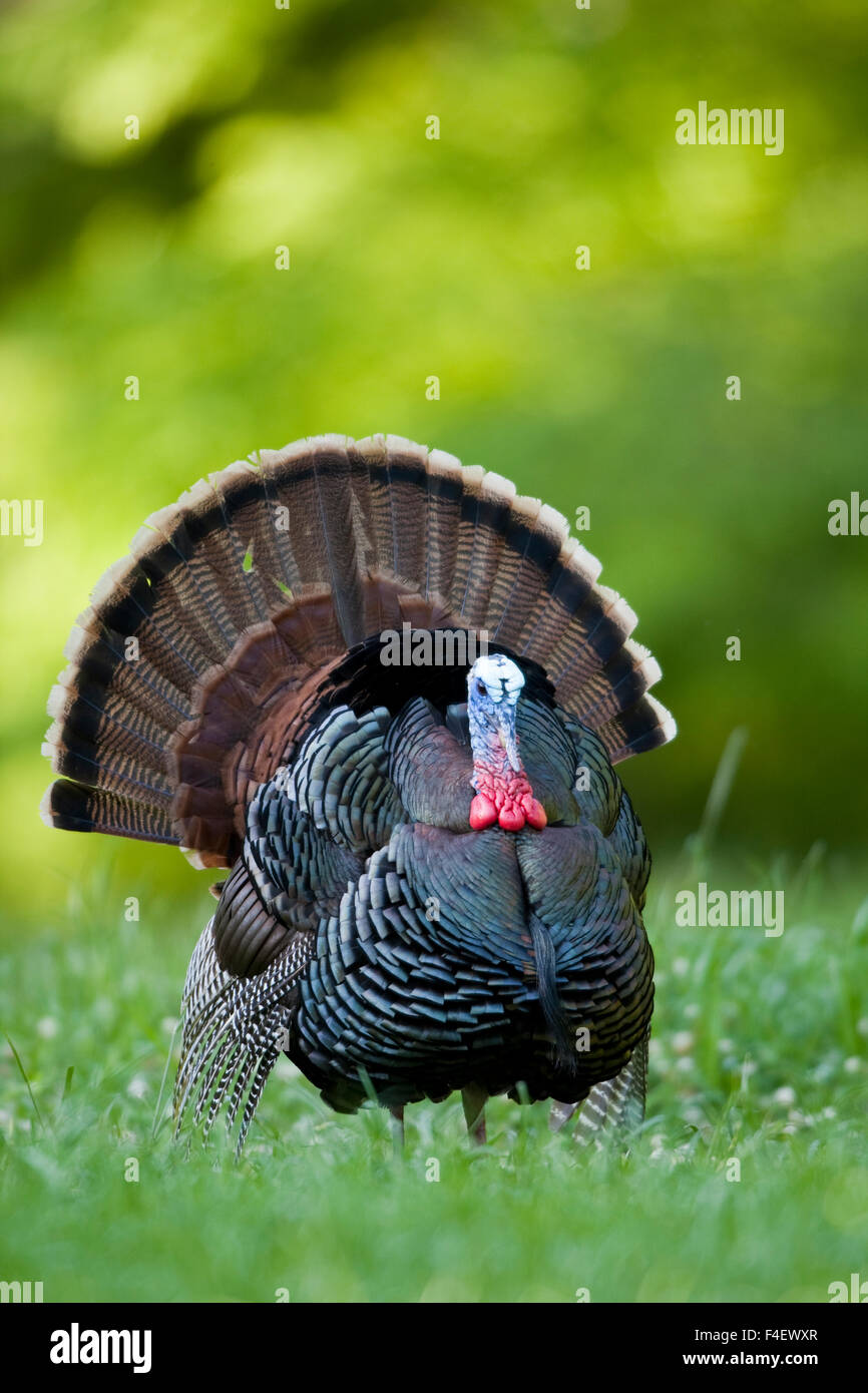 Eastern Wild Turkey (Meleagris gallopavo) gobbler strutting in field ...