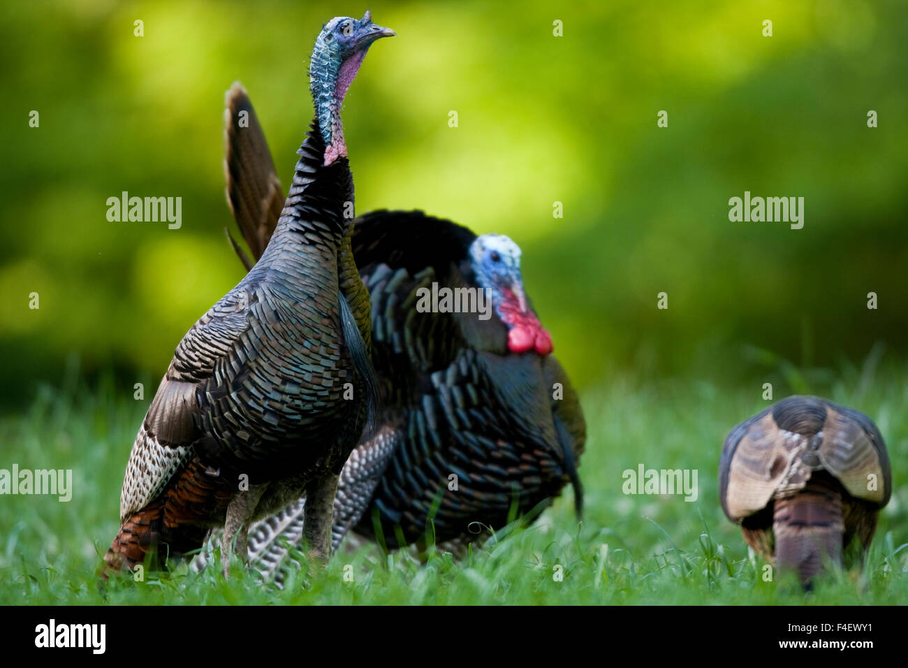 Eastern Wild Turkeys (Meleagris gallopavo) gobbler strutting near hen