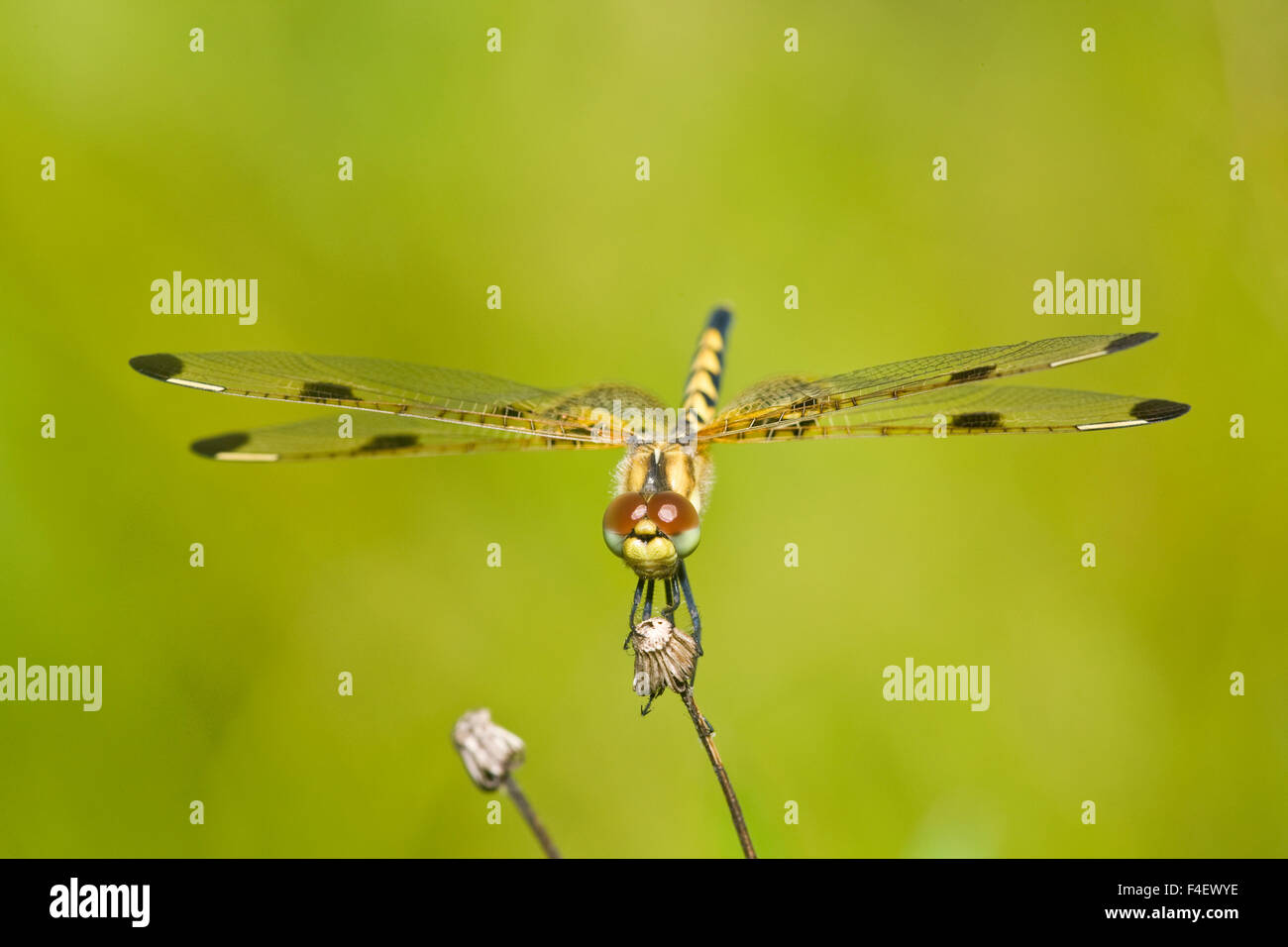 Calico Pennant (Celithemis elisa) female, Iron Co. MO Stock Photo Alamy